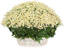 Цветочная композиция из Ромашки в корзине #REPLACE_PRED# Краснокаменске Забайкальского края